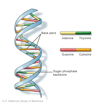 Acidi nucleici